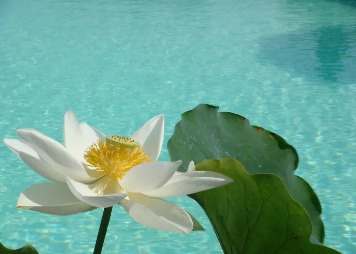 Raccianello Lantgård